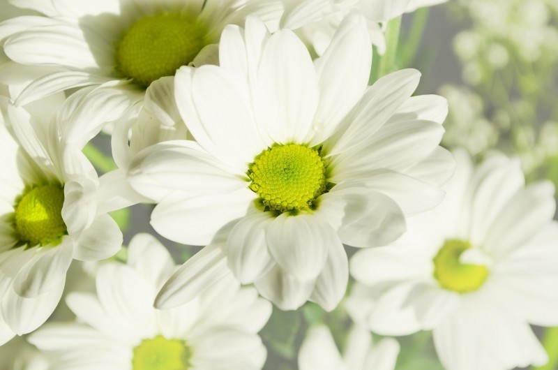 white-flowers-in-meadow-in-sun